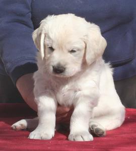 Puppies  Free on General Community   Golden Labrador Puppies For Free Adoption