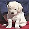 Golden-labrador-puppies-for-free-adoption