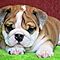 Loving-english-bulldog-puppies-available