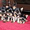 Adorable-male-and-female-yorkie-terrier-puppies-for-free-adoption-o