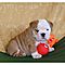 Playful-akc-english-bulldog-puppies-for-adoption