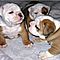 Cutes-male-and-female-english-bulldog-puppies-for-free-adoption
