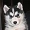 Two-adorable-siberian-husky-puppy-for-sale