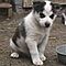 We-have-adorable-siberian-husky-puppies-for-sale