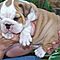 Akc-gorgeous-english-bulldog-puppies-for-adoption