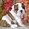 Broad-chest-akc-english-bully-pups-for-adoption